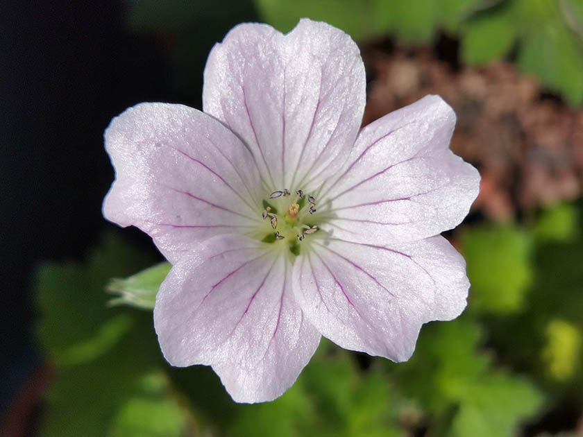 Geranium 'Dreamland'